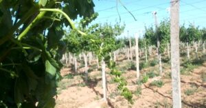 Elongating grape bunches? Wonder Alga got the job done in just one week!