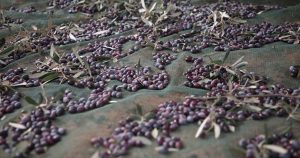 Pourquoi est-il recommandé de mélanger FLOREX avec AMINEX après la récolte des olives ?