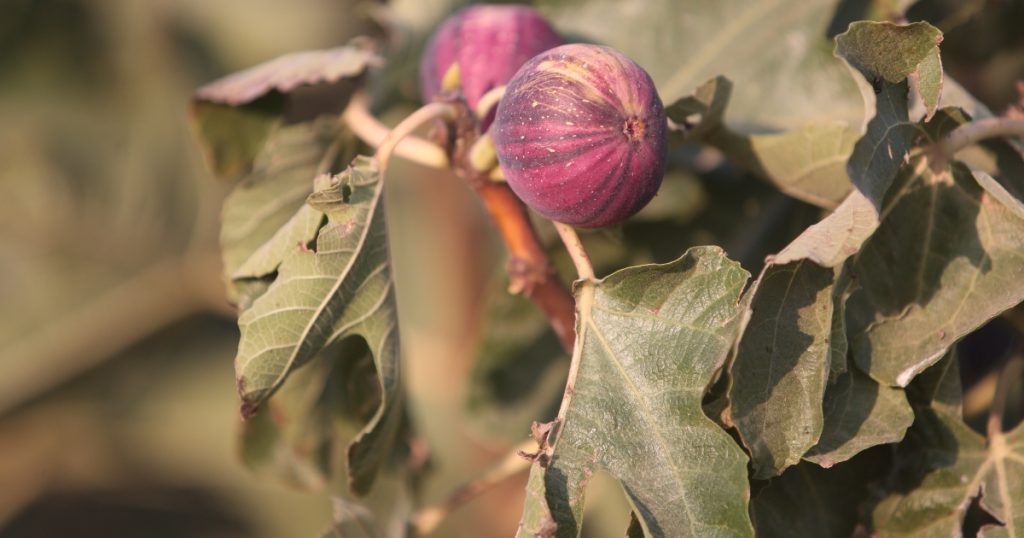 figues