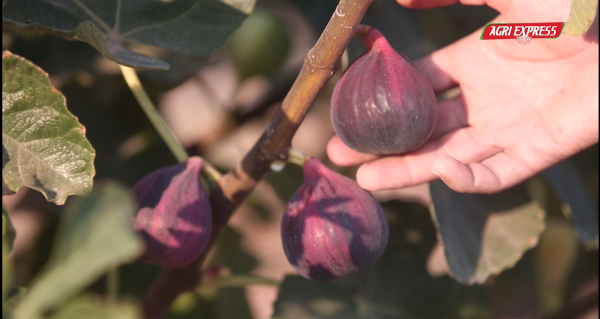 fig