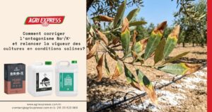 Eau salée, sol épuisé : voici comment protéger vos cultures
