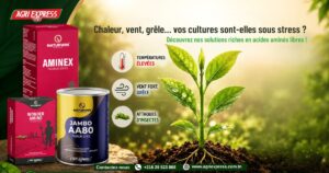 Chaleur, vent, grêle… vos cultures sont-elles sous stress ?